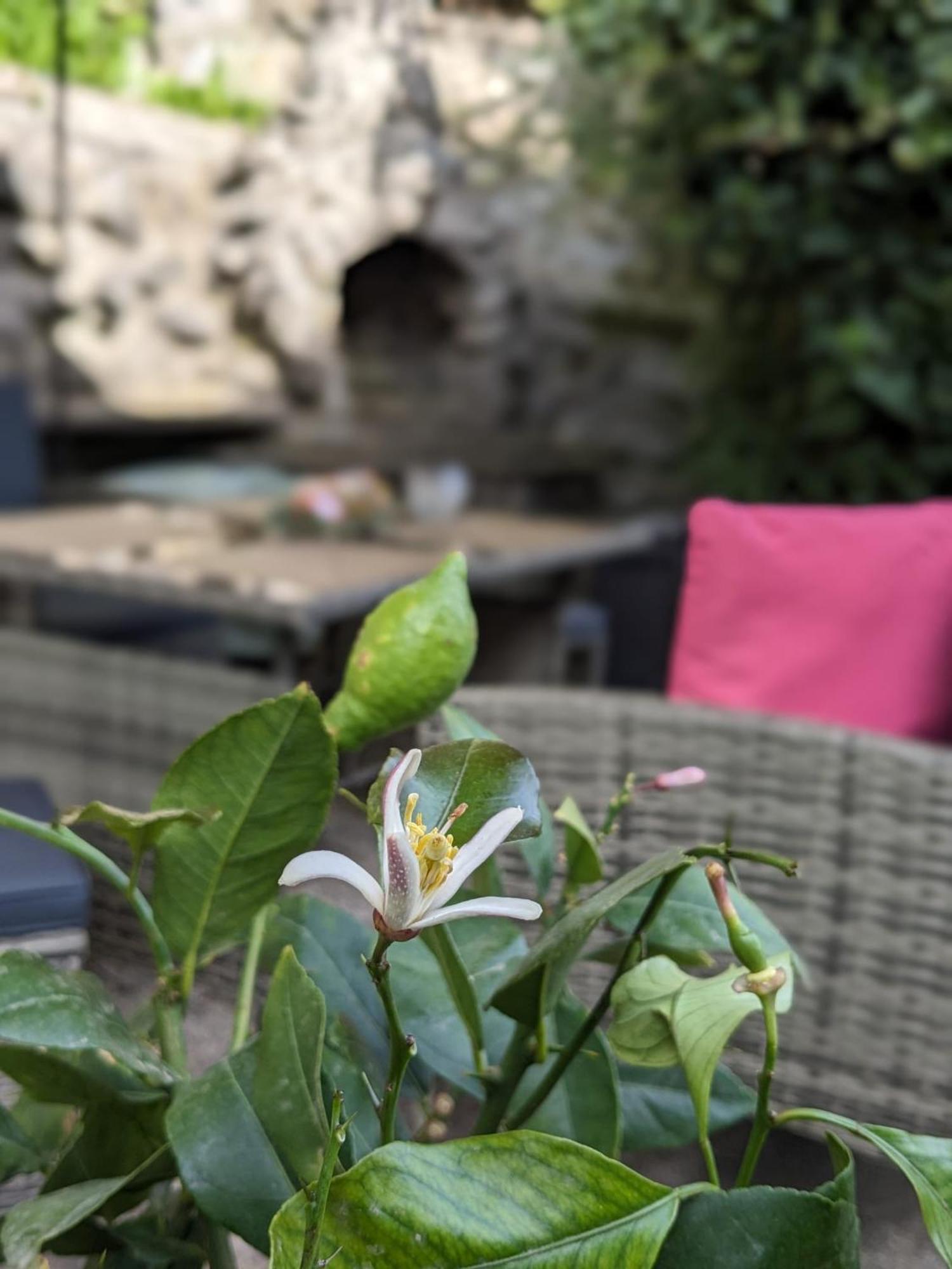 Waldblickwohnung Mit Schoener Terrasse Und Kamin Sebnitz Exterior foto